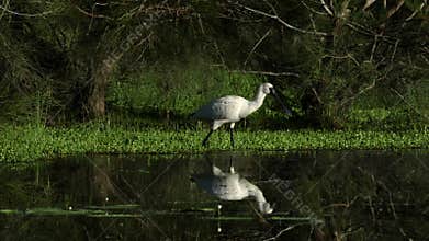 A royal spoonbill hunts in the shallows of a pond in a wetland.