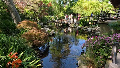 footage of a gorgeous spring landscape with a pond, lush green trees and flowers at Descanso Gardens La Canada Flintridge