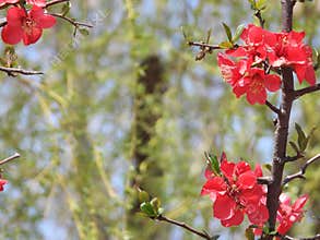 The blooming Chaenomeles in spring