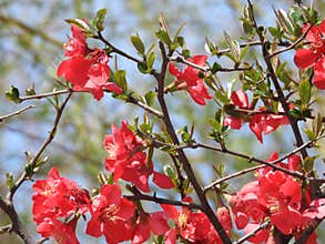 The blooming Chaenomeles in spring