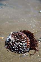 Sea Kelp
