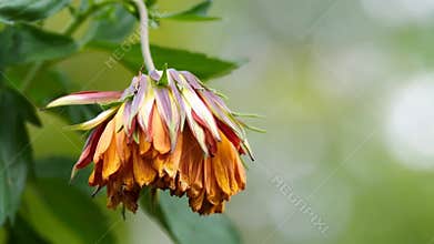 Wilting orange flower hanging upside down petals falling decay beauty nature stock footage Generative AI