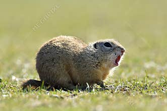 European ground squirrel (Spermophilus citellus)