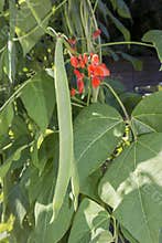 Runner beans growing on vine close up