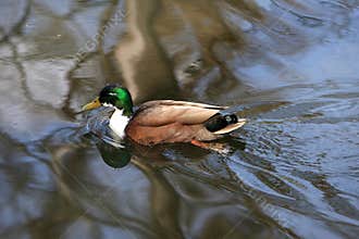 Brown duck