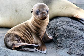 Sea Lion Puppy