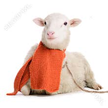 Sheep in Christmas scarf