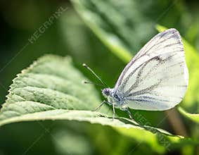 Butterfly resting on green leaf in a garden during daylight hours