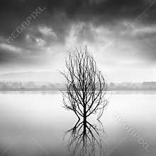 The Shape of Trees 10