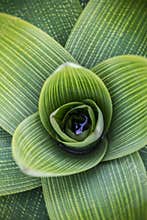 Close view of green plant leaves showing spiral shape and texture in a garden setting during daylight hours