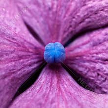 Close up view of a purple flower with a blue center showing details of the petals and structure in natural light