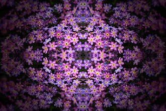 Flower patterns create colorful and textured designs in nature during springtime