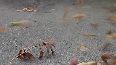 Mini tornado with leaves