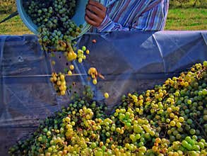 Grape business