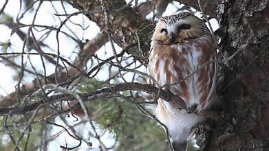 Perched Northern Saw Whet Owl, Aegolius acadicus
