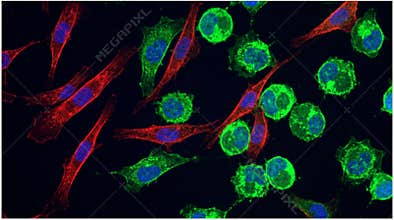 Macrophage Polarization M1 M2 Phenotype Fluorescence
