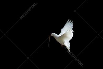 White dove in flight