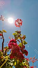 Red geranium flowers sunlight blue sky summer