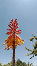 Orange aloe vera flower blooming against blue sky