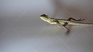 A garden chameleon runs across white paper