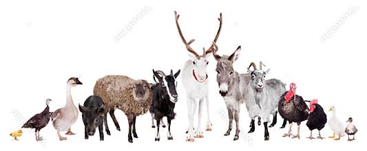 Group of farm animals on white