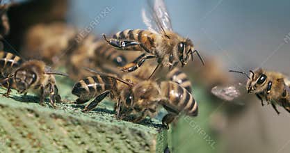Honey bees fly near a beehive in a super slow motion. Shot on super slow motion camera 1600 fps. Bees are best known to humans for