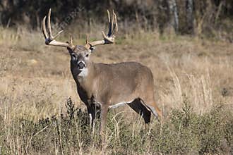 Extra wide and heavy rack whitetail buck