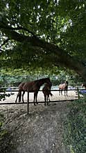 Three brown horses rest beside wooden fence beneath broad leafy tree in