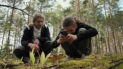 Two young men examining mushrooms in a sunlit pine forest clearing