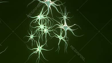 Nerves