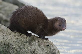 American Mink - Neovison vison