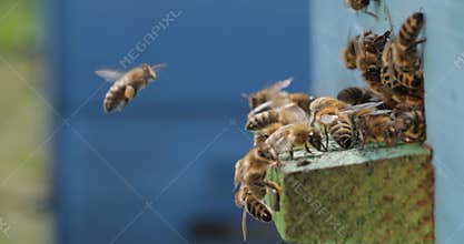 Honey bees fly near a beehive. Bees are best known to humans for their ecological roles as pollinators. Honey bees flying into