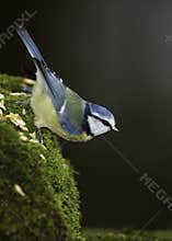 Blue Tit