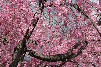 A cherry tree is in bloom in a park in Kyoto (Japan)
