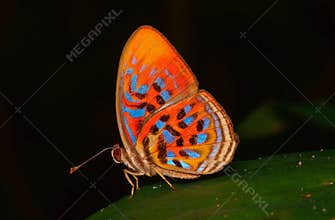 Tropical rainbow butterfly