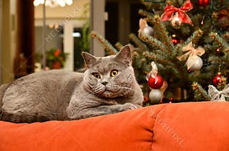 Christmas cat on couch