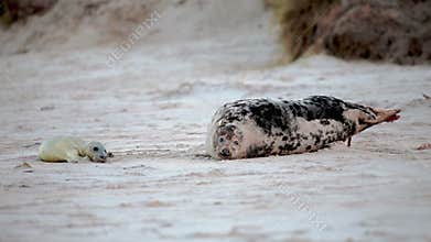 Seal giving birth to it's baby