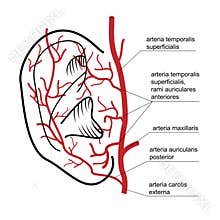 Blood supply to the ear of man.