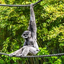 Family of Silvery gibbon, Hylobates moloch in a German park