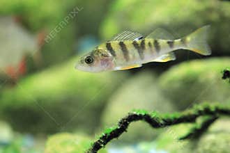 European perch