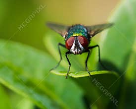 Beautiful Red-Eyed Green Fly Portrait in Early Summer