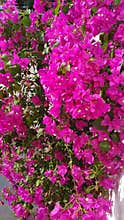 Vibrant Pink Bougainvillea Flowers in Full Bloom