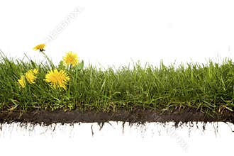Cross-cut of grass with flowers