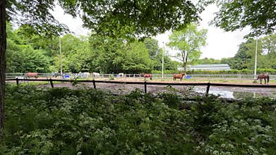 Horses in Sandy Paddock at Amsterdamse Bos near Amsterdamse Manege, Netherlands