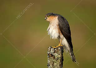 Adult Eurasian Sparrowhawk Accipiter nisus