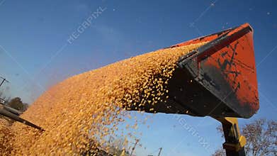 Food factory, Food, Cereal, Tractor is dumping wheat grains