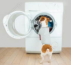 Small house helper. Dog back gray t-short.