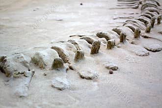 Dinosaur Fossils