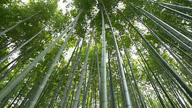 Low angle view of Bamboo forest, Arashiyama, Kyoto, Japan