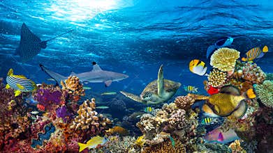 Underwater coral reef landscape